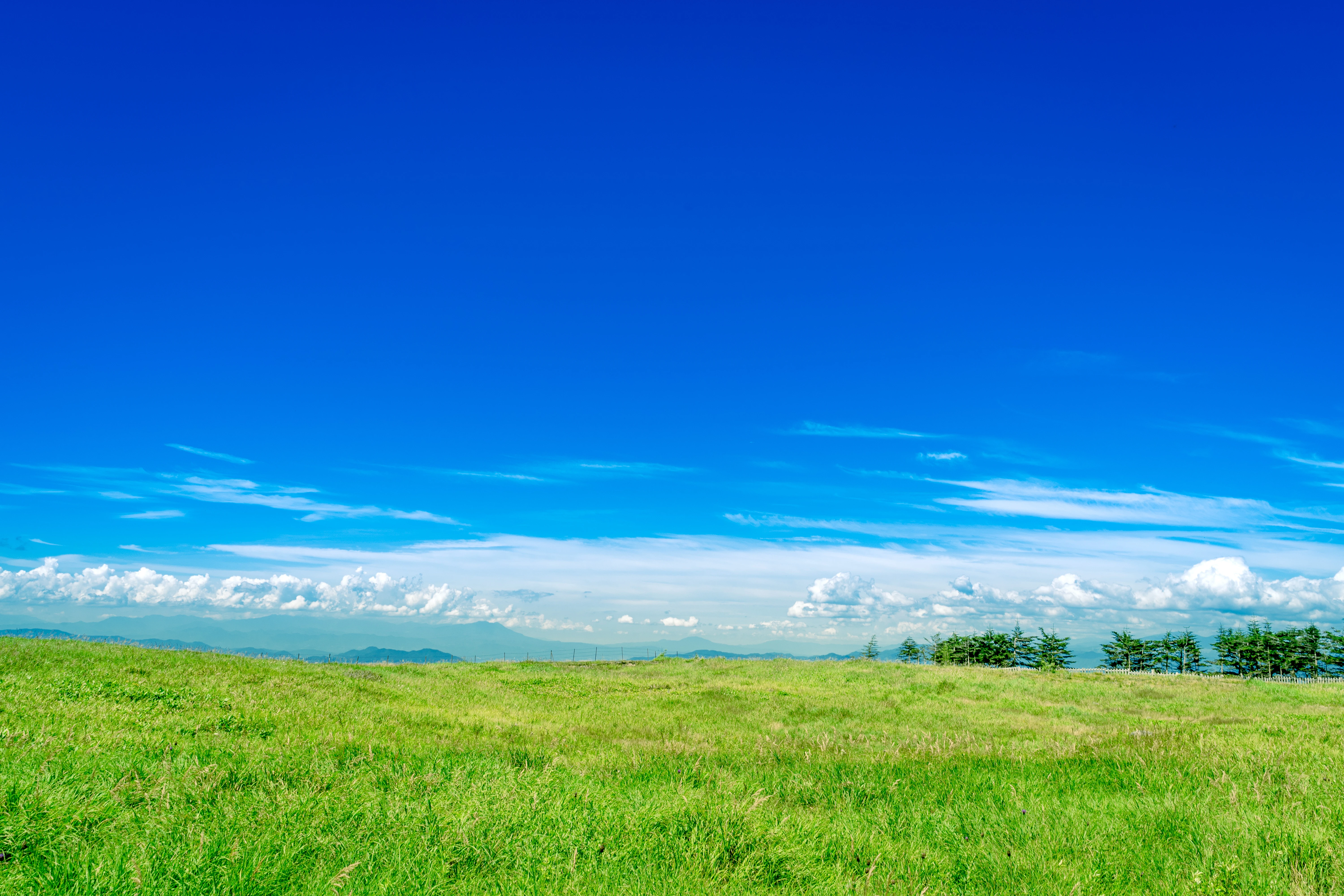 Vast Green Field Under a Clear Blue Sky